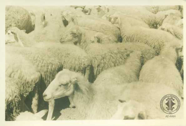 Grupo de ovejas.