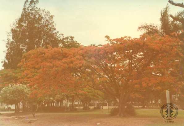 Vista de árbol de Malinche. 